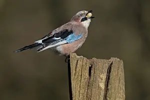 Corvidae: 80198103 Eurasian Jay - perched on gate post eating