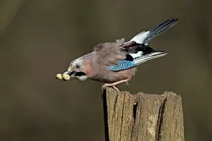 Corvidae: 80198104 Eurasian Jay - perched on gate post eating