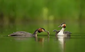 Bringing: 80198105 Great Grested Grebes - parent bringing