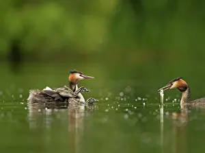 Bringing: 80198108 Great Grested Grebes - parent bringing