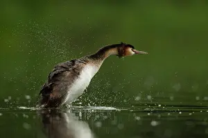 Droplets: 80198110 Great Grested Grebe - adult - shaking water