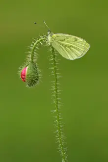 Widespread: 80198111 Green-veined White Butterfly - second brood