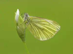 Proboscis: 80198112 Green-veined White Butterfly - resting