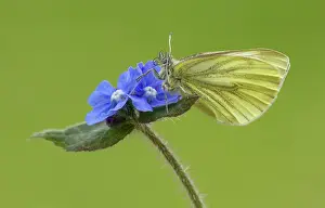 Proboscis: 80198113 Green-veined White Butterfly - resting