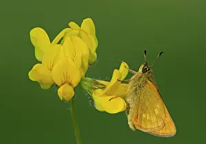 Peat: 80198114 Large Skipper - female perched on Birds-Foot