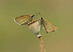 Skipper: 80198117 Small Skippers - male and female resting