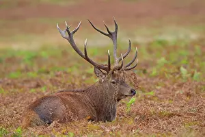 Trust: 80198118 Red Deer - male sitting among bracken during