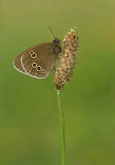 Special: 80198120 Ringlet - resting on plantain - June Preece
