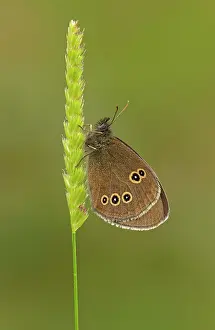 Distinctive: 80198121 Ringlet - resting on grass seedhead - June