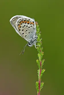 Special: 80198122 Silver-studded Blue Butterfly - male resting