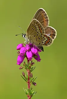 Special: 80198123 Silver-studded Blue Butterfly - female