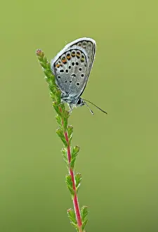 Special: 80198124 Silver-studded Blue Butterfly - male resting