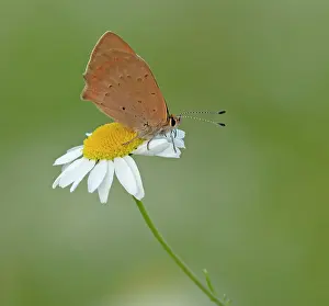 Proboscis: 80198125 Small Copper Butterfly - resting on Ox-eye