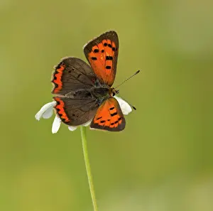Worn: 80198126 Small Copper Butterfly - perched with wings
