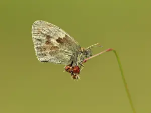 Special: 80198127 Small Heath Butterfly - female resting
