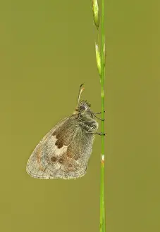 Special: 80198128 Small Heath Butterfly - female resting
