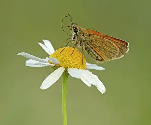 Proboscis: 80198129 Small Skipper - feeding perched on Ox-eye