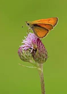 Half: 80198130 Small Skipper - female resting on top of