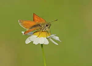 Half: 80198131 Small Skipper - female perched on dewy