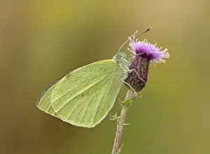 Thistle: 80198132 Small White Butterfly - second brood female