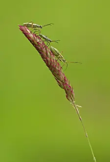 Damsel: 80198133 Damsel Bugs - three resting on grass stem