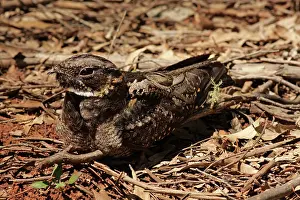 Nightjar: 80198136 White-throated Nightjar - at nest on ground