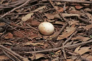 Nightjar: 80198137 White-throated Nightjar - egg on nest on