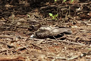 Nightjar: 80198138 White-throated Nightjar - at nest on ground