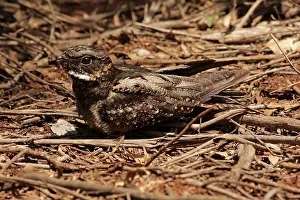 Nightjar: 80198139 White-throated Nightjar - at nest on ground