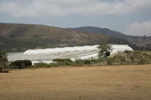 Behind: 80198149 Flower Farm - next to bare ground cleared