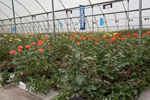 Propagation: 80198152 DeRuiter Rose Breeding Flower Grower Lake