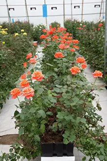 Propagation: 80198154 DeRuiter Rose Breeding Flower Grower Lake