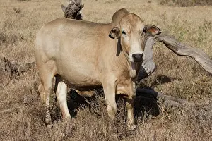 Laikipia: 80198157 Borana African Cattle - dry grassland Laikipia