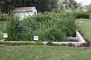 Gravel: 80198159 Aquatic Plants - in gravel bed on constructed