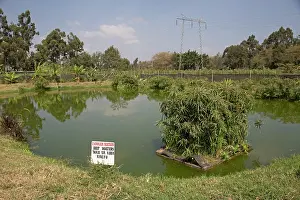 Waste: 80198161 Fish Pond - in constructed wetland treating