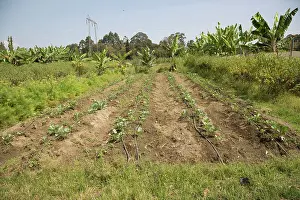 Waste: 80198162 Irrigation of Vegetables - from waste water