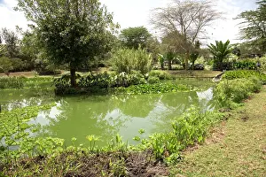 Artificial: 80198170 Variety of Aquatic Plants - in constructed