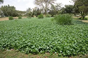 Artificial: 80198171 Constructed Wetland - treating all waste