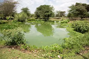 Artificial: 80198172 Variety of Aquatic Plants - in constructed