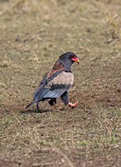 Bateleur: 80198180 Bateleur Eagle - on ground Masai Mara National