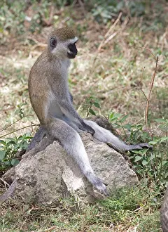 Naivasha: 80198181 Black-faced Vervet Monkey Lake Naivasha