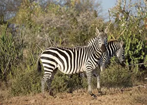 Burchelli: 80198182 Burchells Zebra Laikipia Wilderness, Nanyuki