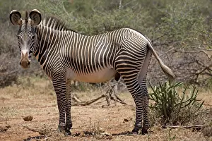Grevys: 80198186 Grevy's Zebra Laikipia Wilderness, Nanyuki