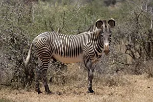 Grevys: 80198187 Grevy's Zebra Laikipia Wilderness, Nanyuki