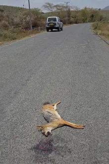 Roadkill: 80198189 Roadkill - Black-backed Jackal - on road