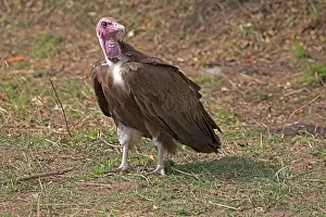 Hooded: 80198190 Hooded Vulture - now critically endangered