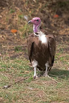 Hooded: 80198191 Hooded Vulture - now critically endangered