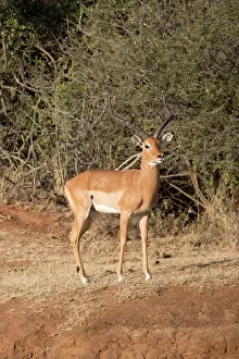 Aepyceros: 80198192 Impala - male standing Laikipia Wilderness