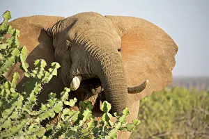 Laikipia: 80198194 African Elephant Laikipia Wilderness