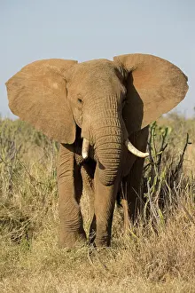 Laikipia: 80198195 African Elephant Laikipia Wilderness